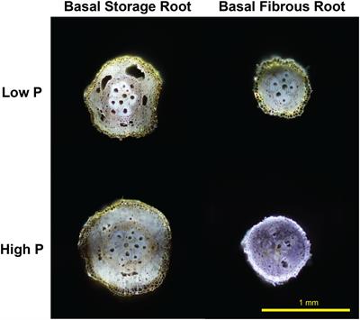 Root Branching and Nutrient Efficiency: Status and Way Forward in <mark class="highlighted">Root and Tuber Crops</mark>